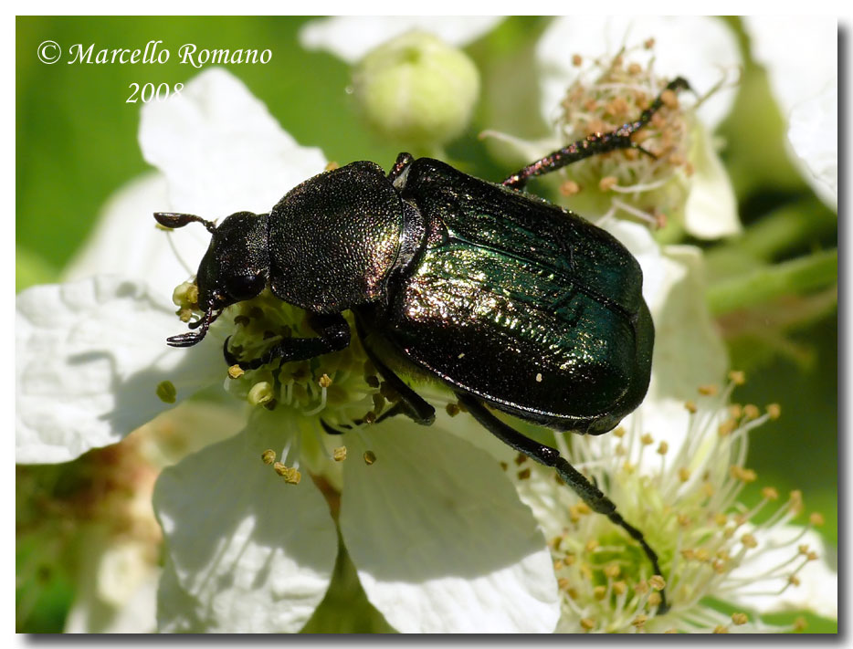 Insetti dalla Croazia : 18. Gnorimus nobilis (Cetoniidae)